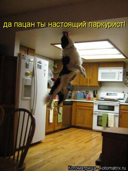 Котоматрица: да пацан ты настоящий паркурист!
