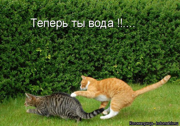 Котоматрица: Теперь ты вода !!....
