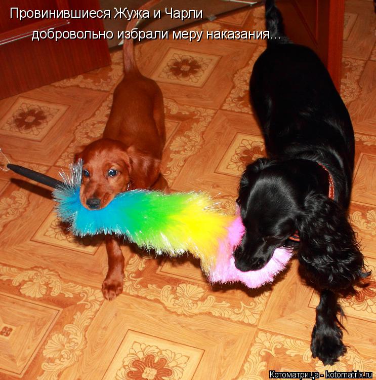 Котоматрица: Провинившиеся Жужа и Чарли добровольно избрали меру наказания...