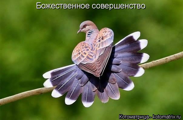 Котоматрица: Божественное совершенство