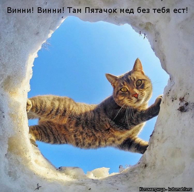 Котоматрица: Винни! Винни! Там Пятачок мед без тебя ест!