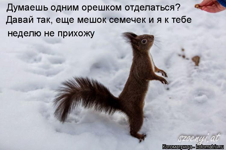 Котоматрица: Думаешь одним орешком отделаться? Давай так, еще мешок семечек и я к тебе неделю не прихожу