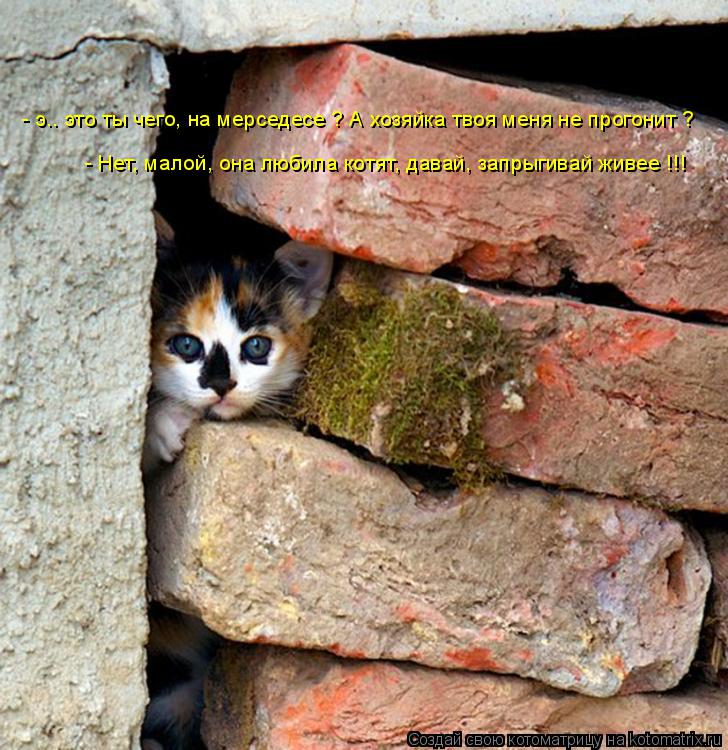 Котоматрица: - э.. это ты чего, на мерседесе ? А хозяйка твоя меня не прогонит ? - Нет, малой, она любила котят, давай, запрыгивай живее !!!