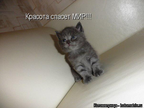Котоматрица: Красота спасет МИР!!!