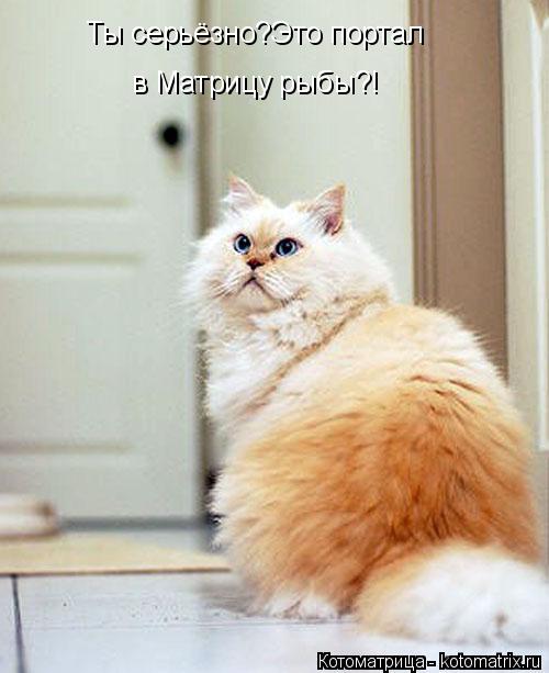 Котоматрица: Ты серьёзно?Это портал в Матрицу рыбы?!