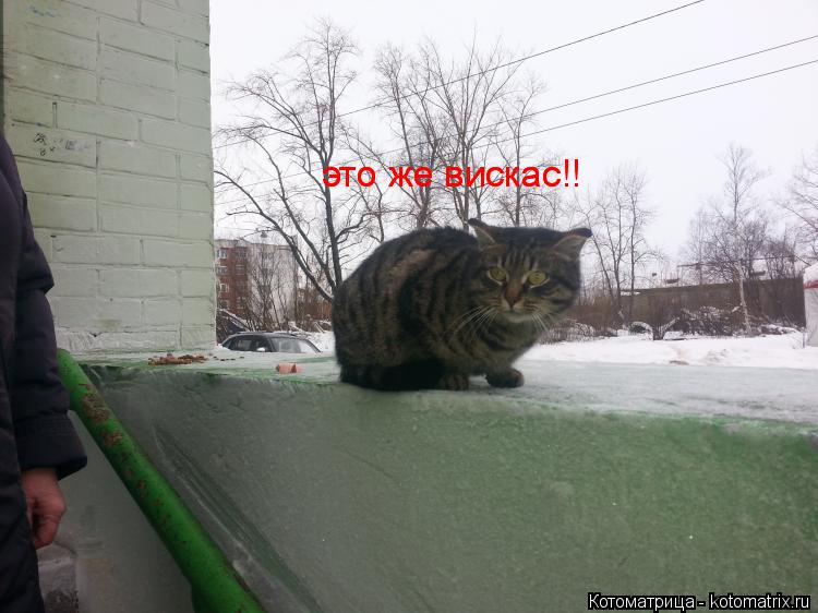 Котоматрица: это же вискас!! это же вискас!!