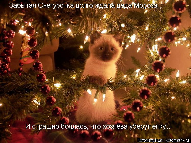 Котоматрица: Забытая Снегурочка долго ждала деда Мороза... И страшно боялась, что хозяева уберут елку...