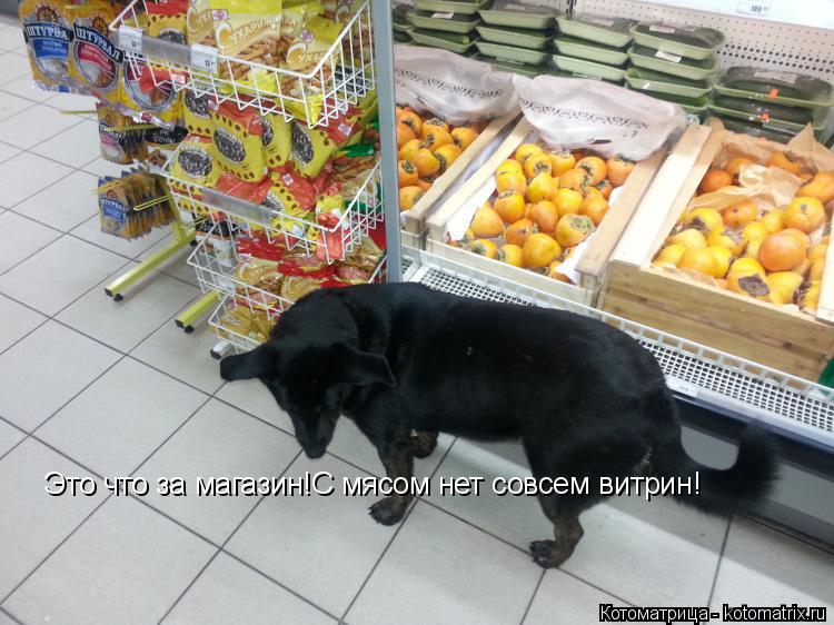 Котоматрица: Это что за магазин!С мясом нет совсем витрин!