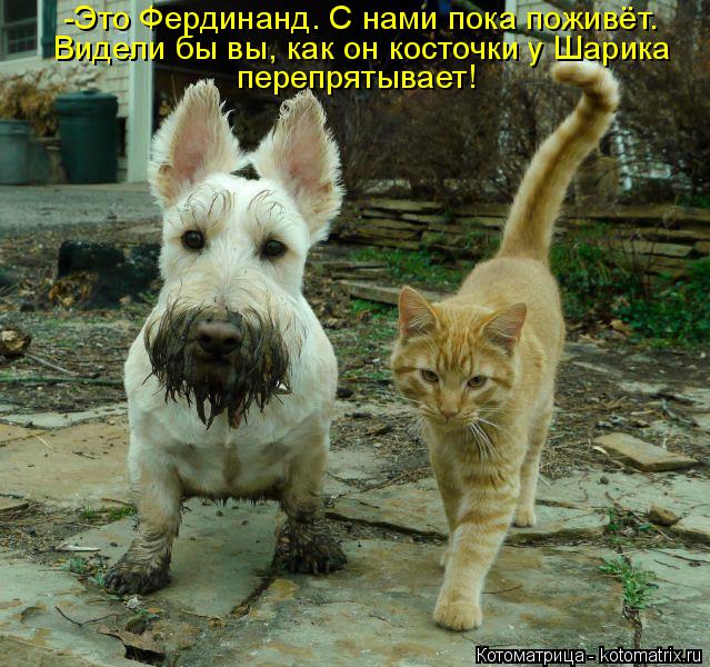 Котоматрица: -Это Фердинанд. С нами пока поживёт. Видели бы вы, как он косточки у Шарика перепрятывает!