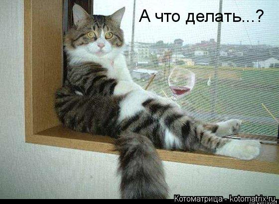 Котоматрица: А что делать...?