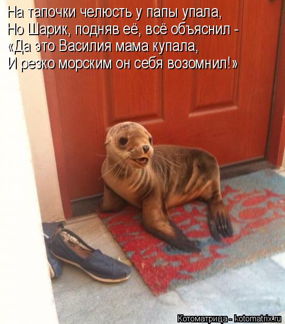 Котоматрица: На тапочки челюсть у папы упала, Но Шарик, подняв её, всё объяснил - «Да это Василия мама купала, И резко морским он себя возомнил!»
