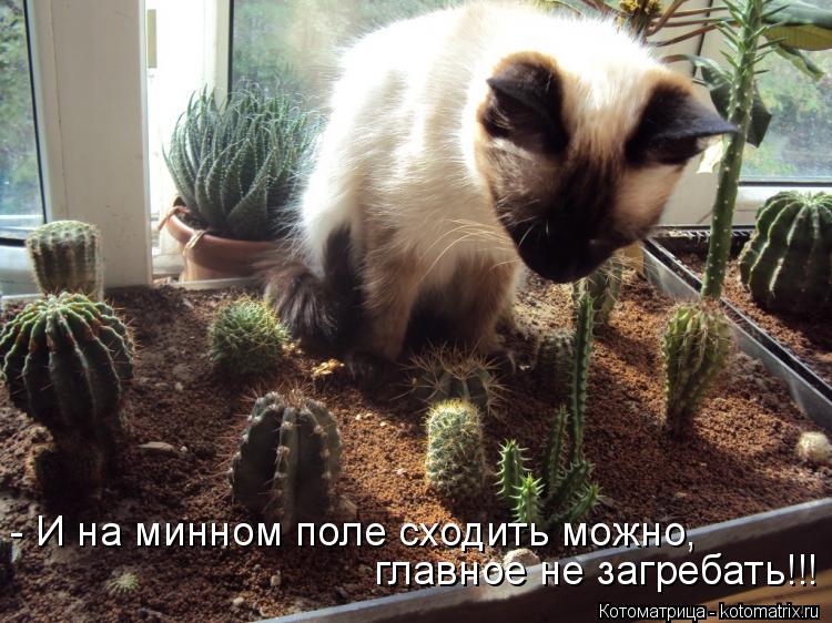 Котоматрица: - И на минном поле сходить можно,  главное не загребать!!!