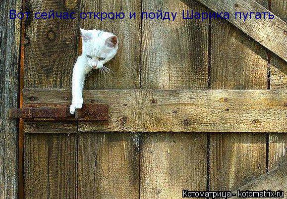 Котоматрица: Вот сейчас открою и пойду Шарика пугать