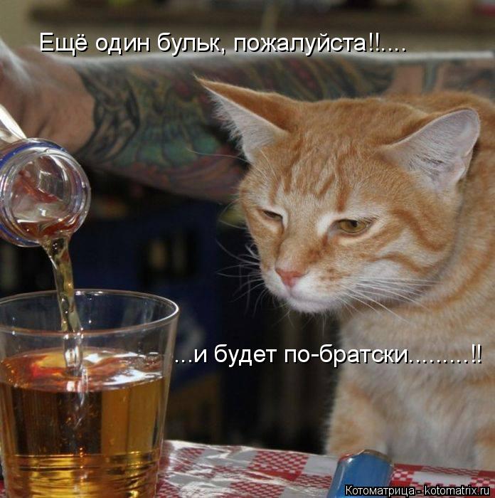 Котоматрица: Ещё один бульк, пожалуйста!!.... ...и будет по-братски.........!!