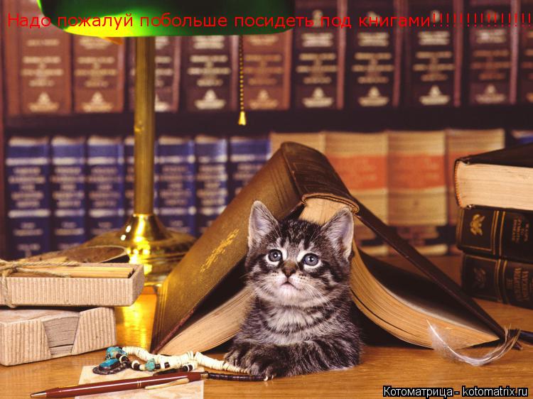 Надо пожалуй побольше посидеть под книгами!!!!!!!!!!!!!!!... Котоматрица: Надо пожалуй побольше посидеть под книгами!!!!!!!!!!!!!!!