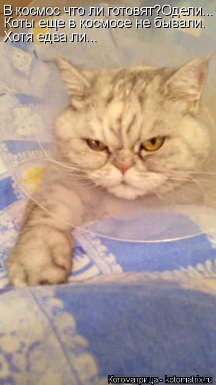 В космос что ли готовят?Одели... Коты еще в космосе не бывали. Хотя едва ли...... Котоматрица: В космос что ли готовят?Одели... Коты еще в космосе не бывали. Хотя едва ли...