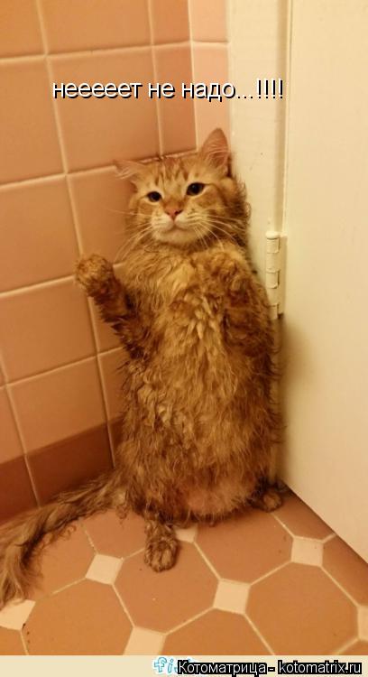 Котоматрица: нееееет не надо...!!!!