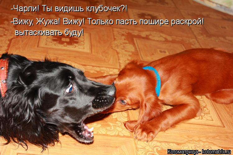 Котоматрица: -Чарли! Ты видишь клубочек?! -Вижу, Жужа! Вижу! Только пасть пошире раскрой! вытаскивать буду!