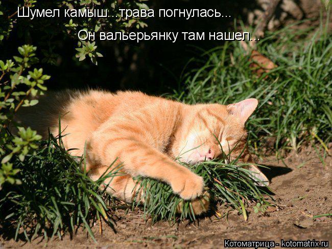 Котоматрица: Шумел камыш...трава погнулась... Он вальерьянку там нашел...