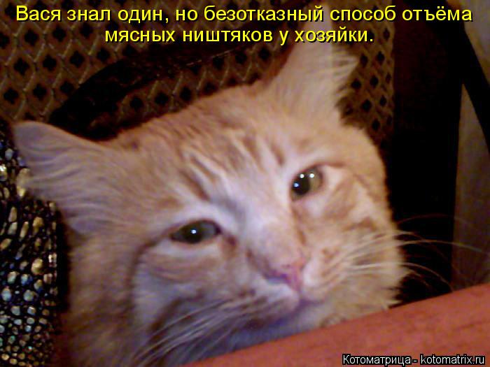 Котоматрица: Вася знал один, но безотказный способ отъёма мясных ништяков у хозяйки.