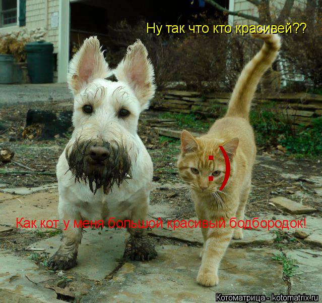 Котоматрица: Ну так что кто красивей?? Как кот у меня большой красивый бодбородок! :)