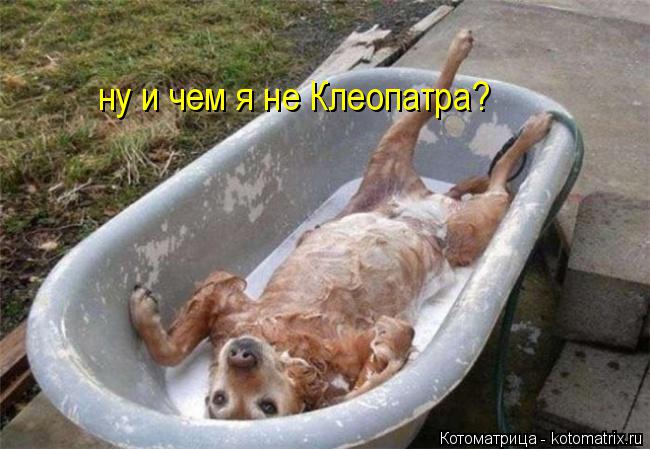 Котоматрица: ну и чем я не Клеопатра?