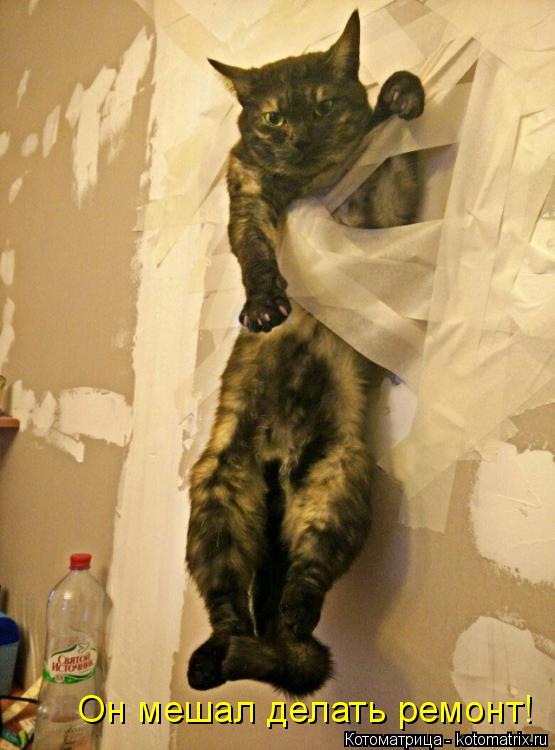 Котоматрица: Он мешал делать ремонт!