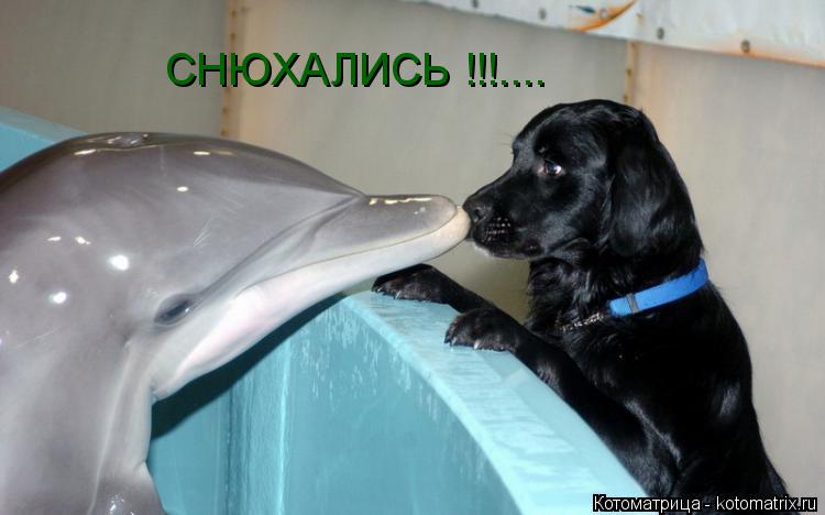 Котоматрица: СНЮХАЛИСЬ !!!....