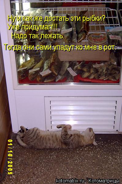 Котоматрица: Ну и как же достать эти рыбки? Уже придумал!!! Надо так лежать. Тогда они сами упадут ко мне в рот.