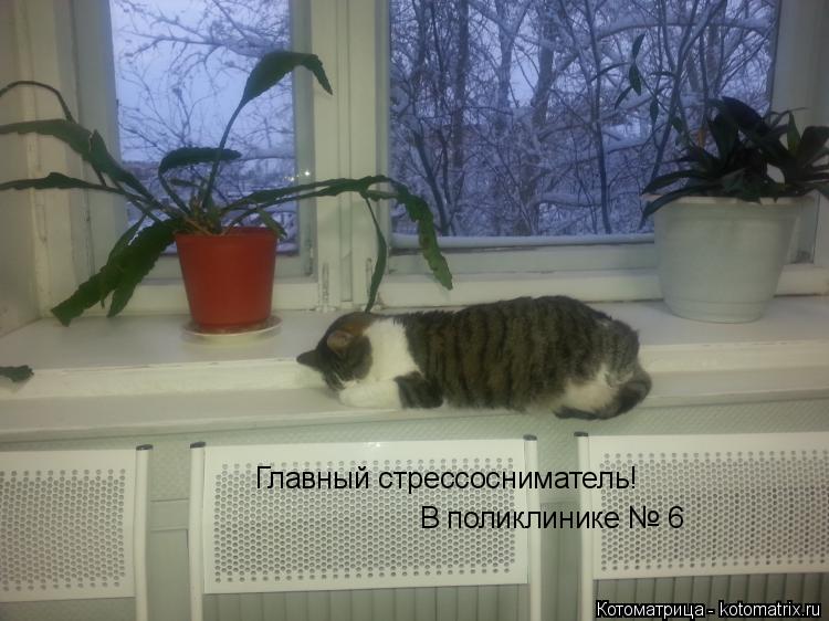 Котоматрица: Главный стрессосниматель! В поликлинике № 6