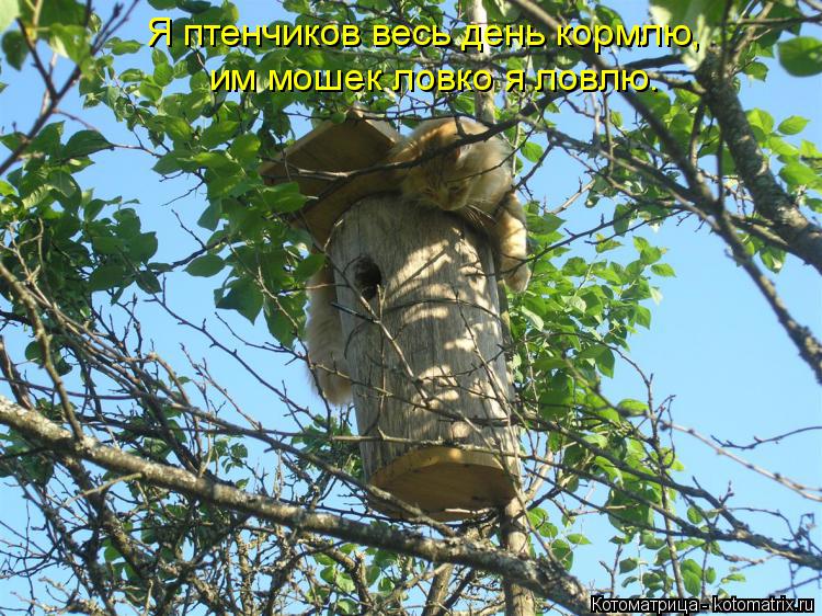 Я птенчиков весь день кормлю, им мошек ловко я ловлю.... Котоматрица: Я птенчиков весь день кормлю, им мошек ловко я ловлю.