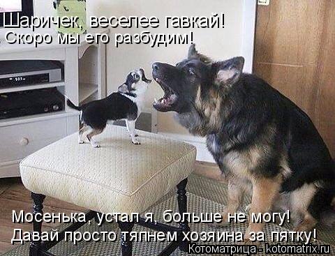 Котоматрица: Давай просто тяпнем хозяина за пятку! Шаричек, веселее гавкай! Скоро мы его разбудим! Мосенька, устал я, больше не могу!