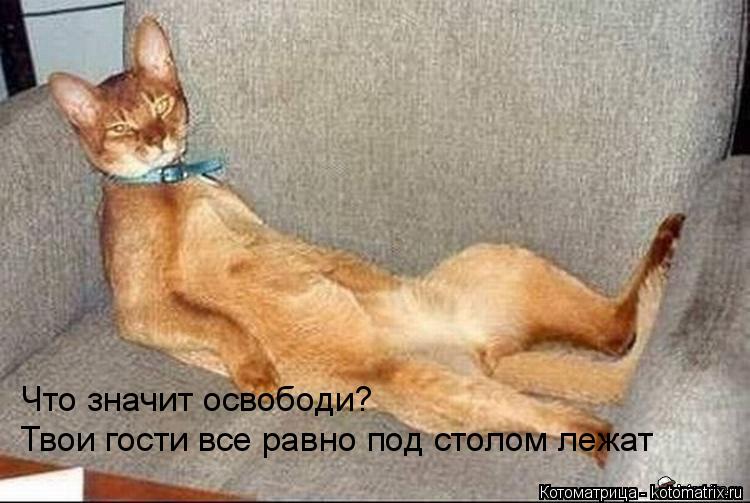 Котоматрица: Что значит освободи? Твои гости все равно под столом лежат