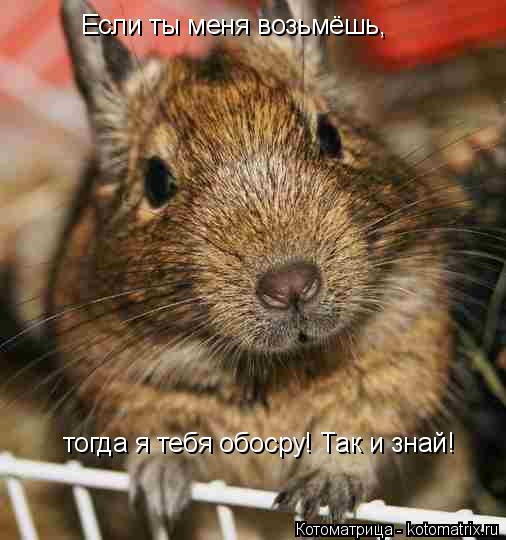 Котоматрица: Если ты меня возьмёшь,  тогда я тебя обосру! Так и знай!