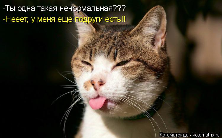 Котоматрица: -Ты одна такая ненормальная??? -Нееет, у меня еще подруги есть!!