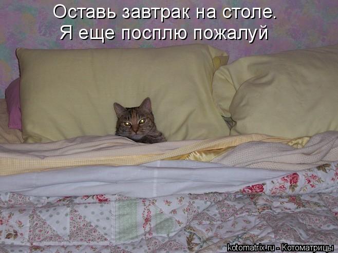 Оставь завтрак на столе. Я еще посплю пожалуй... Котоматрица: Оставь завтрак на столе. Я еще посплю пожалуй