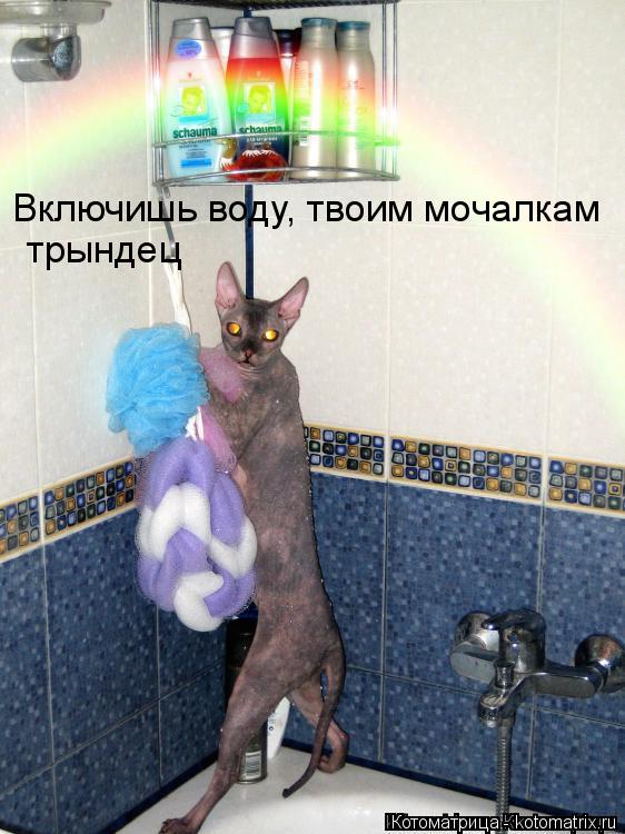 Котоматрица: Включишь воду, твоим мочалкам  трындец
