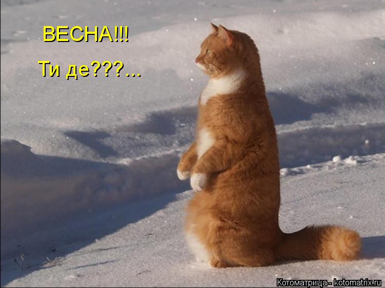 Котоматрица: ВЕСНА!!! Ти де???...
