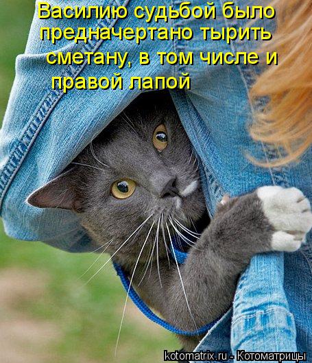 Котоматрица: Василию судьбой было предначертано тырить сметану, в том числе и правой лапой