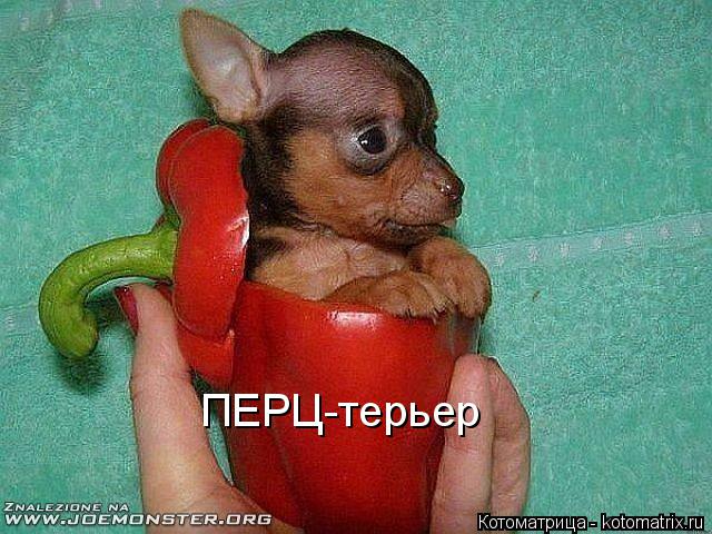 ПЕРЦ-терьер... Котоматрица: ПЕРЦ-терьер