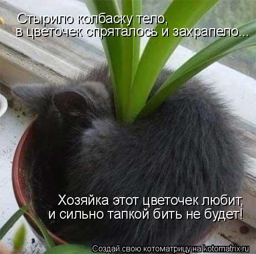 Котоматрица: Стырило колбаску тело,  в цветочек спряталось и захрапело... Хозяйка этот цветочек любит,  и сильно тапкой бить не будет!