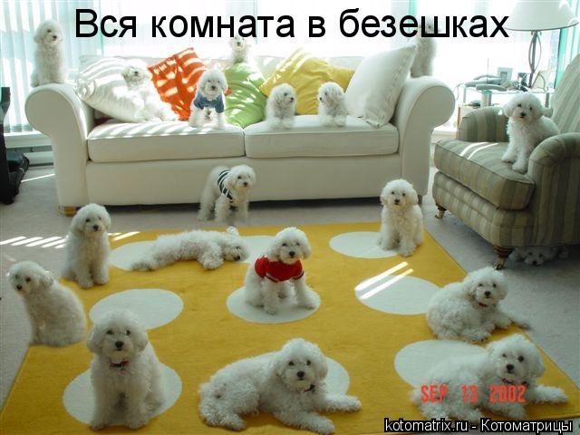 Вся комната в безешках... Котоматрица: Вся комната в безешках