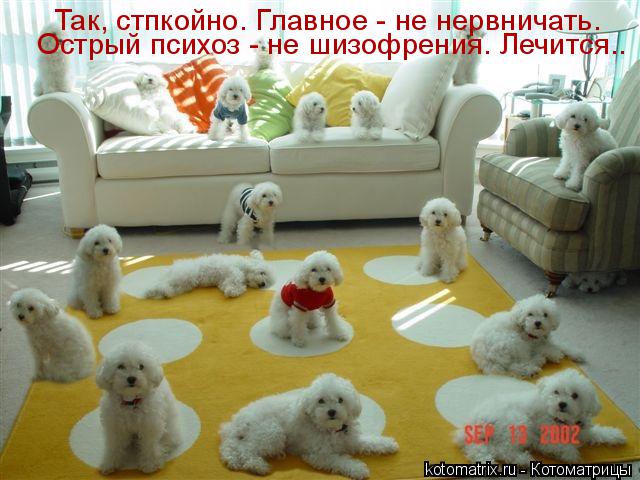 Так, стпкойно. Главное - не нервничать. Острый психоз - не шизофрения. Лечится..... Котоматрица: Так, стпкойно. Главное - не нервничать. Острый психоз - не шизофрения. Лечится..