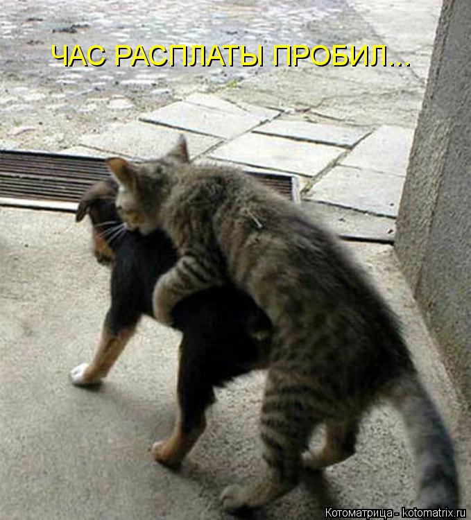 Котоматрица: ЧАС РАСПЛАТЫ ПРОБИЛ...
