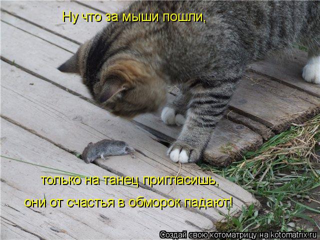 Котоматрица: Ну что за мыши пошли, только на танец пригласишь, они от счастья в обморок падают!