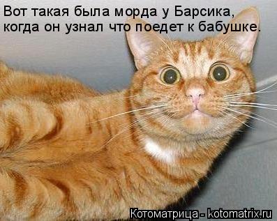 Вот такая была морда у Барсика, когда он узнал что поедет к бабушке.... Котоматрица: Вот такая была морда у Барсика, когда он узнал что поедет к бабушке.