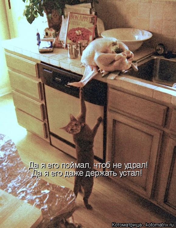 Котоматрица: Да я его поймал, чтоб не удрал! Да я его даже держать устал!