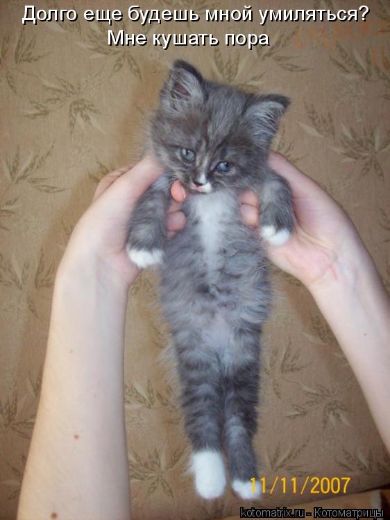 Долго еще будешь мной умиляться? Мне кушать пора... Котоматрица: Долго еще будешь мной умиляться? Мне кушать пора