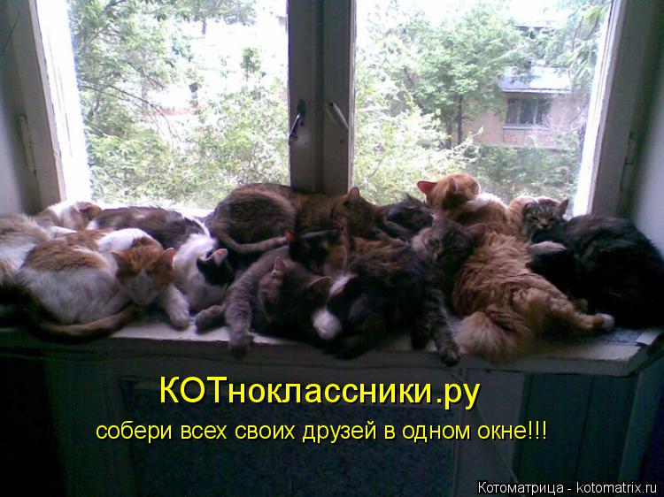 Котоматрица: КОТноклассники.ру собери всех своих друзей в одном окне!!!