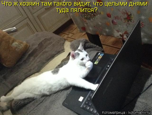 Что ж хозяин там такого видит, что целыми днями туда пялится?... Котоматрица: Что ж хозяин там такого видит, что целыми днями туда пялится?